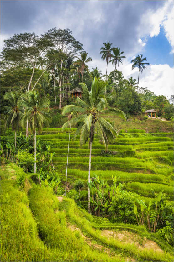 Poster Reisfelder auf der Tegallalang Reisterrasse, Bali, Indonesien
