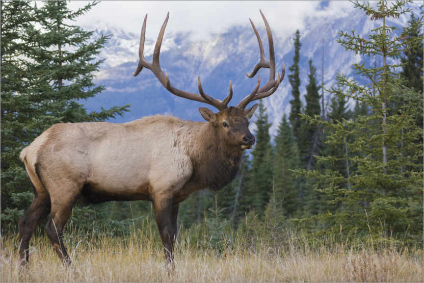 Poster Rocky Mountain Elch