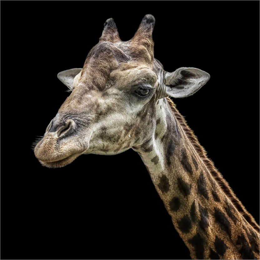 Poster Giraffe portrait