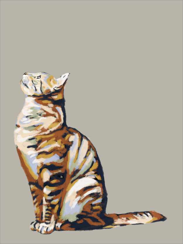 Poster Cat looking up