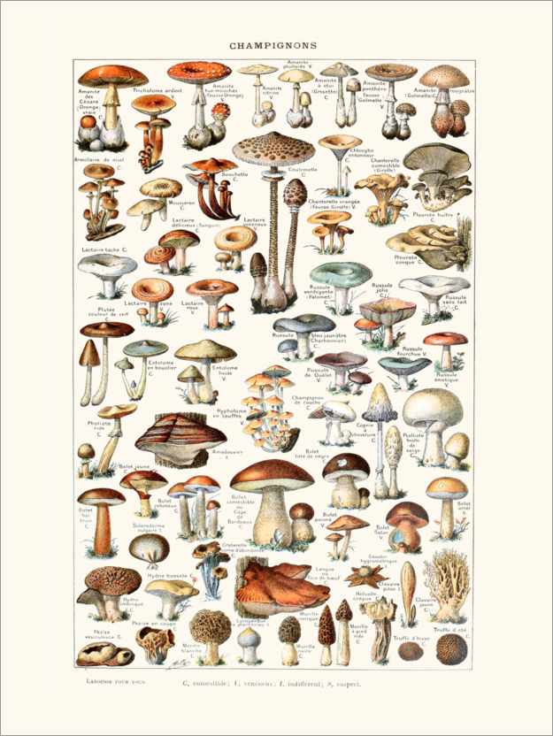 Poster Mushrooms vintage (French)