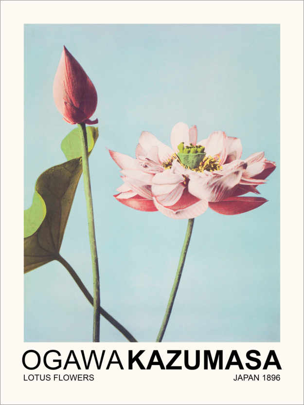 Poster Lotus Flowers
