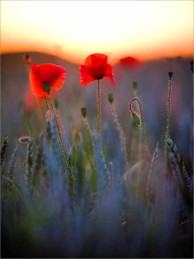 Poster Dreamy bokeh of red poppies