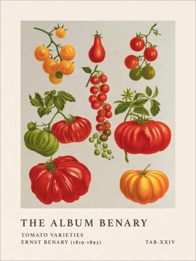 Plakat The Album Benary - Tomato Varieties