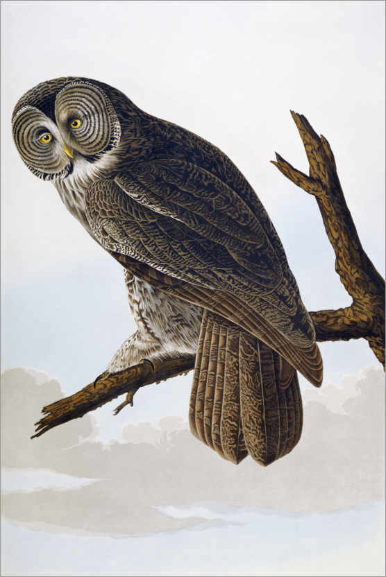 Poster Big ash-colored owl