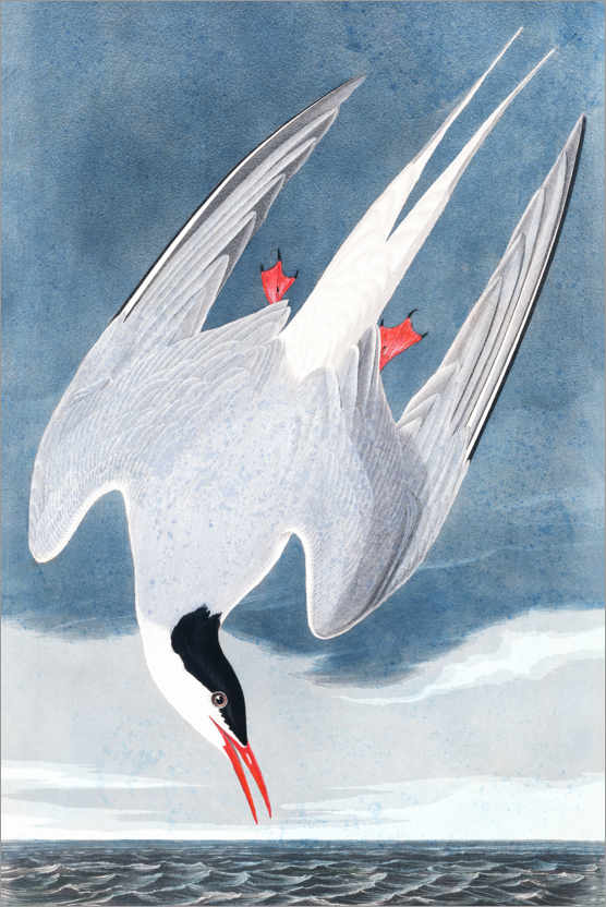 Poster Sea Swallow