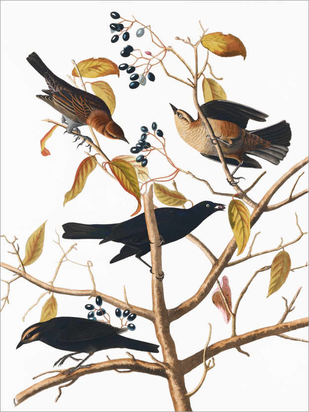 Poster Amsel