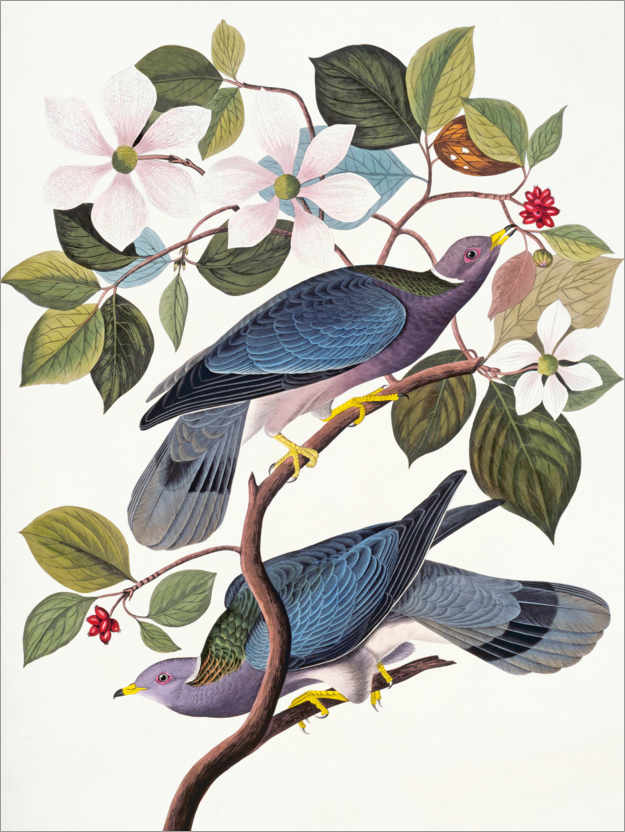 Poster Pigeons