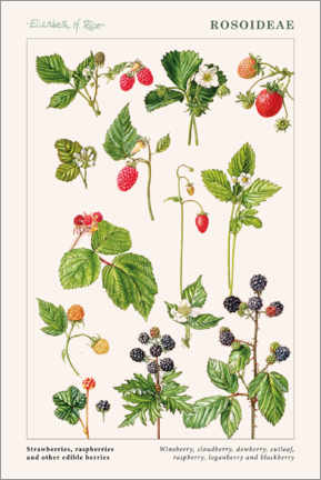 Poster  Strawberries, raspberries and other edible berries - Elizabeth Rice