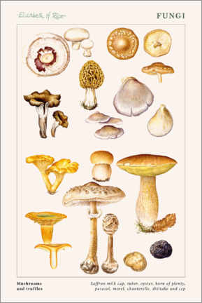 Tableau  Mushrooms and truffles - Elizabeth Rice