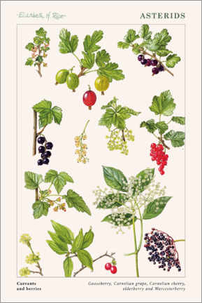 Lærredsbillede  Currants and berries - Elizabeth Rice