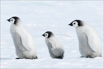 Tableau sur toile  Petits pingouins - P. Marazzi