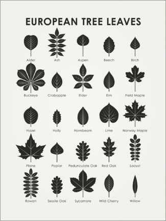 Poster European tree leaves