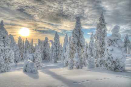 Print  Winter forest - Bjoern Alicke