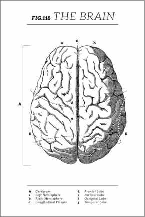 Poster  Le cerveau (anglais) - Vintage Educational Collection
