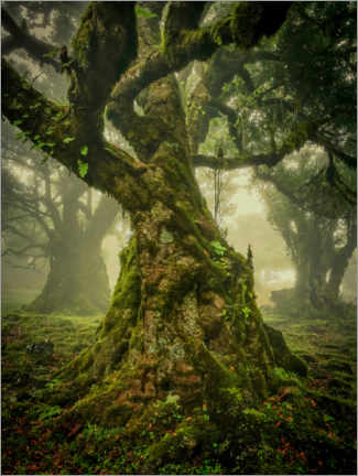 Poster Knorriger alter Baum