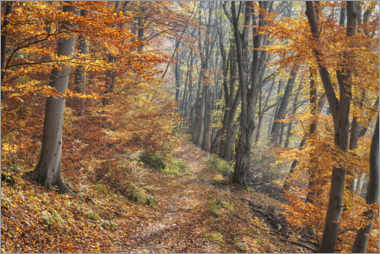 Wandbild  Waldweg im Spätherbst - The Wandering Soul
