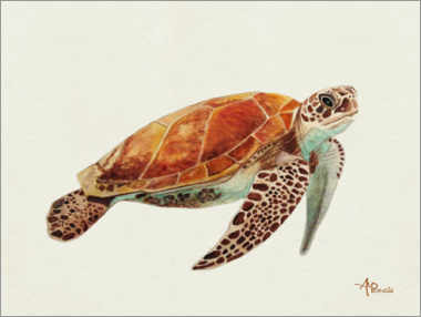 Akrylbilde  Turtle - Ángeles M. Pomata