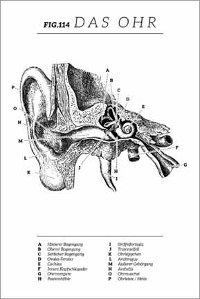 Poster Vintage ear diagram (German)