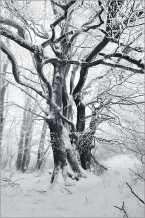 Wandbild  Verwunschener Baum im Frost und Schnee - The Wandering Soul
