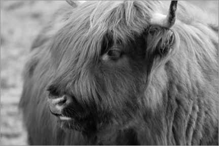 Wall print  Highlander - Scottish highland cattle - Martina Cross