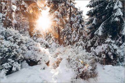 Poster Snowy winter woods with sun