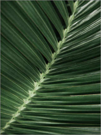 Póster Folha de palmeira I