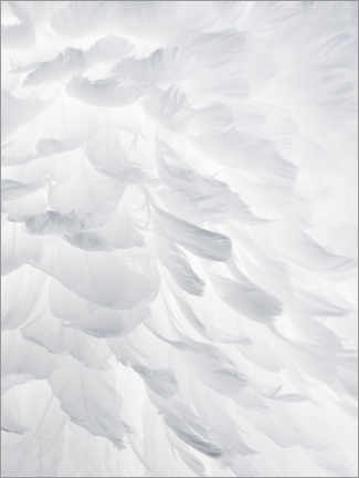 Tableau sur toile  Plumes I - Magda Izzard