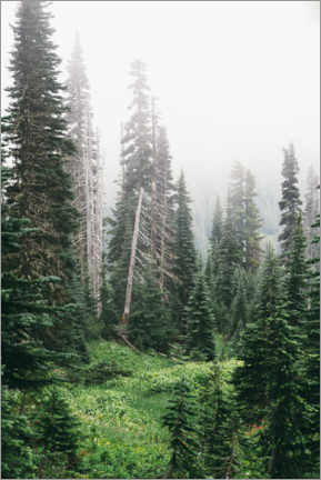 Poster Nebbia nella foresta di conifere