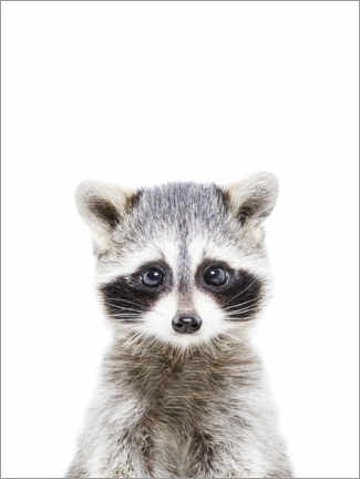 Canvas-taulu  Baby raccoon - Sisi And Seb