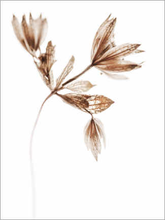 Poster Delicate plant