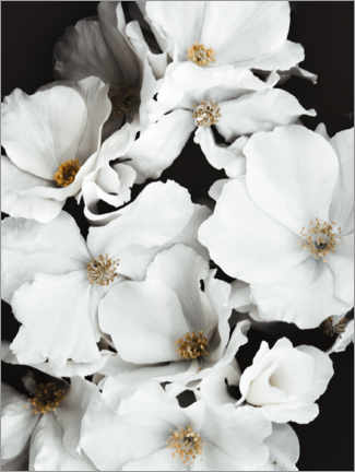 Poster Fleurs aux pétales blanches