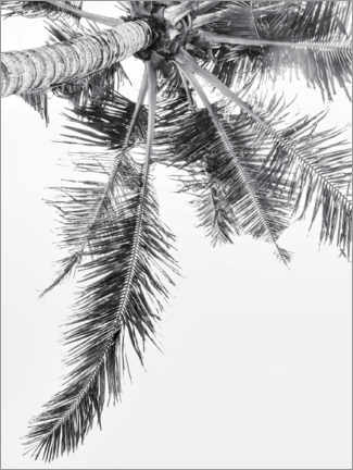 Plakat Palm I.
