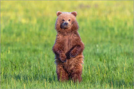 Tavla  Young bear in a meadow - Mike Centioli