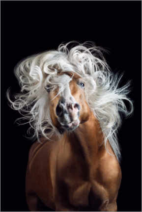 Poster Horsestyle V