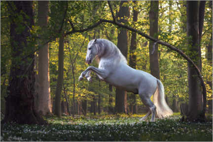 Póster Cavalo branco na floresta de conto de fadas