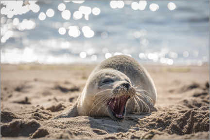 Akryylilasitaulu  Young seal on the beach on Sylt - Christian Müringer