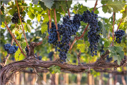 Reprodução Uvas grandes em um vinhedo - Mike Centioli