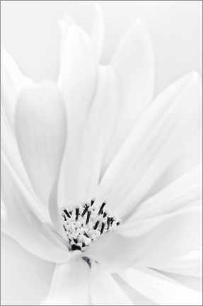 Poster Delicate flower