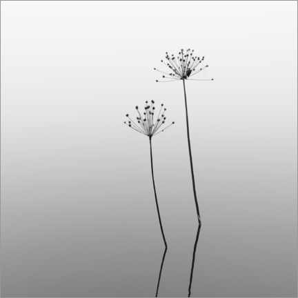 Tableau Mélancolie, fleurs dans l'eau - Thomas Wegner