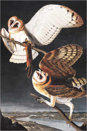 Leinwandbild  Schleiereule - John James Audubon