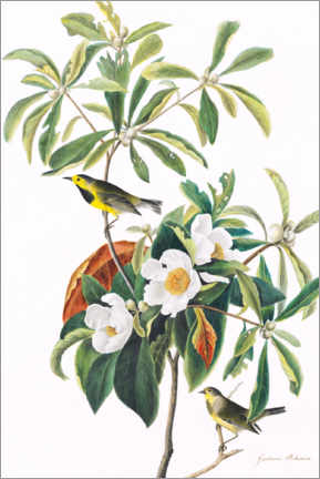 Obra artística  Curruca de frente amarilla - John James Audubon