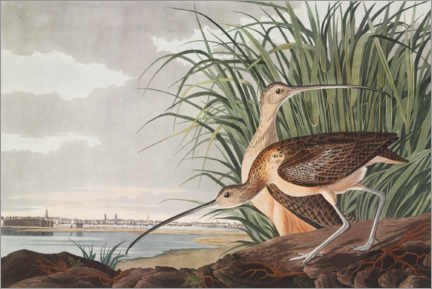 Obra artística  Zarapito de pico largo - John James Audubon