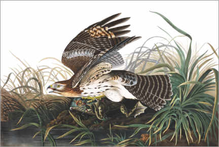 Póster  Falcão e presa com ombros vermelhos - John James Audubon