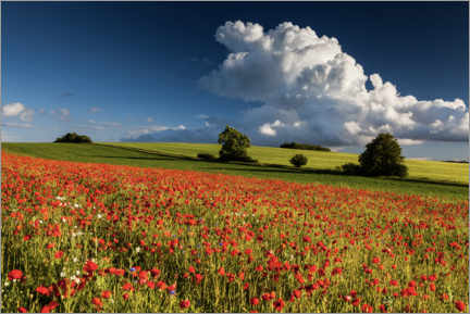 Poster  Champ de coquelicots - Mikolaj Gospodarek