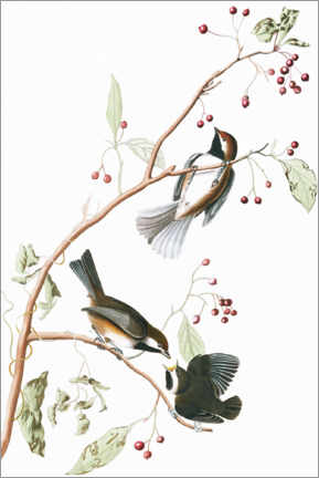 Obra artística  Conversación a tres - John James Audubon