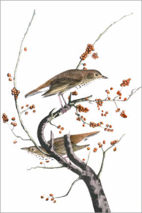Wandbild  Einsiedlerdrossel - John James Audubon