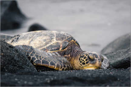 Poster Tartaruga hawaiana