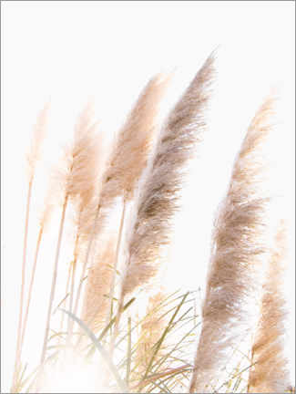 Poster Canne