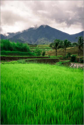 Poster Reisfeld auf Bali